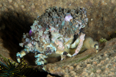 corallimorph_decorator_crab