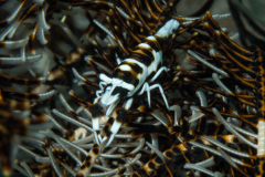 crinoid_shrimp