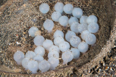 cuttlefish_eggs