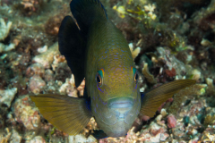 damselfish