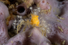 decorator_crab