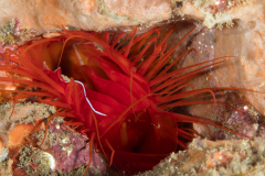 disco_clam
