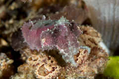 dwarf_cuttlefish1