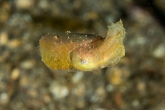 dwarf_cuttlefish2
