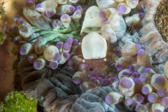 egg_shell_shrimp
