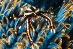 elegant_crinoid_squat_lobster1