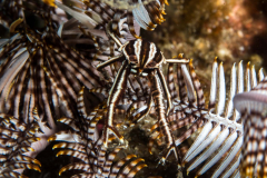 elegant_crinoid_squat_lobster2