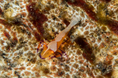 emperor_shrimp