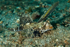 fingered_dragonet