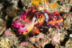 flamboyant_cuttlefish