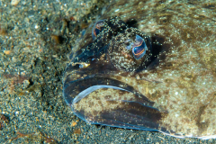 flounder