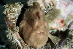 giant_frogfish