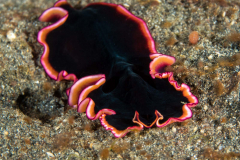 glorius_flatworm