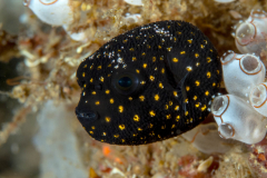 guineafowl_puffer
