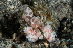 harlequin_shrimp1