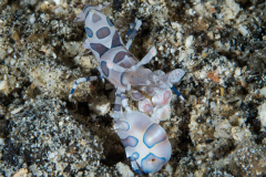harlequin_shrimp2