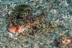 helmut_gurnard