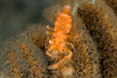 horned_sea_pen_shrimp