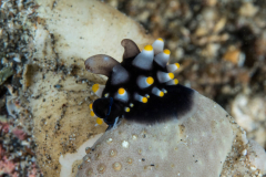juvi_egg_cowrie