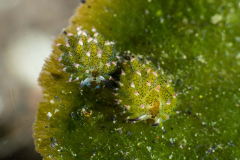 kuro_sapsucking_slugs