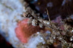 lembeh_sea_dragon1