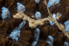 lembeh_sea_dragon2