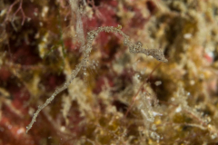 lembeh_sea_dragon3