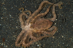 long_arm_octopus