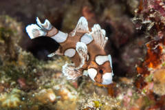 many-spotted_sweetlips