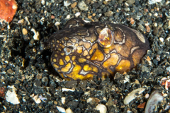 napoleon_snake_eel