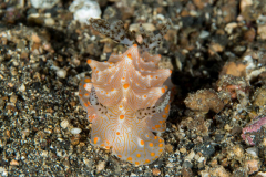 nudi-batangas_halgerda