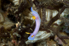 nudi-bullocks_hypselodoris1