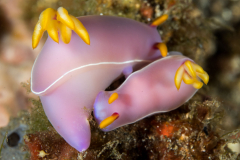 nudi-bullocks_hypselodoris2