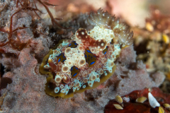 nudi-carminodoris