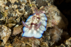 nudi-chromodoris