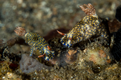 nudi-colorful_hypselodoris