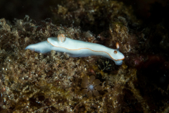 nudi-cryptic_thorunna