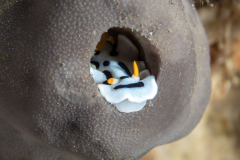 nudi-dianas_chromodoris