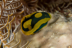 nudi-dorid