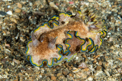 nudi-girdled_glassodoris