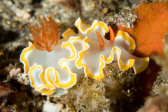 nudi-glossodoris