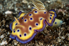nudi-kunies_chromodoris
