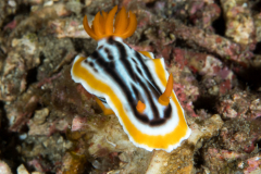 nudi-magnificent_chromodoris