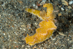 nudi-many-lobed_ceratosoma