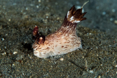 nudi-red-lined_jorunna