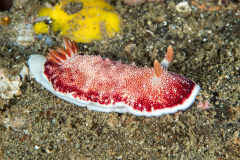 nudi-reticulated_chromodoris