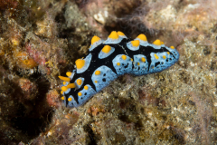 nudi-swollen_phyllidia