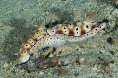 nudi-trysons_risbecia1
