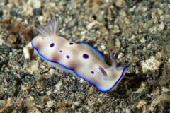 nudi-trysons_risbecia2