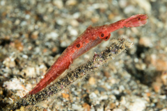 ocellated_tozeuma_shrimp